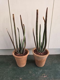 Very rare Aloe Suzannae in Egyptian pots