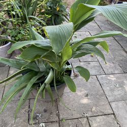 Organic Aloe Vera 