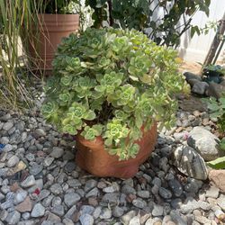 Succulent Plant In Pot 