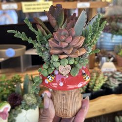 Mushroom Succulent Arrangement 