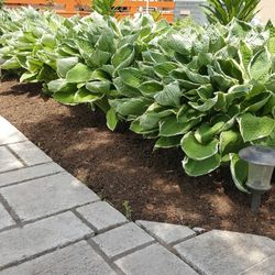 Landscaping Perennial Plants Hosta, Daylilies, Skip Laural 