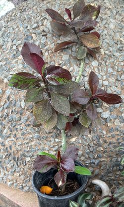 Lechero Africano (Euphorbia