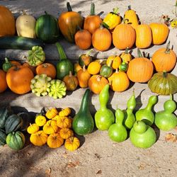 Pumpkins gourds squash and MORE!!!! 
