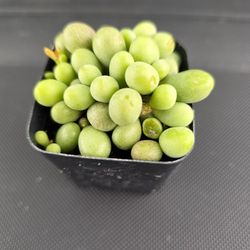 PLANT SALE TODAY IN SAN LORENZO  $5 EACH