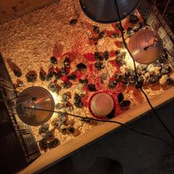 Chicks