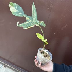 Philodendron Florida Beauty New Leaf On The Way