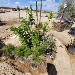 Tree's And Plants For Sale 