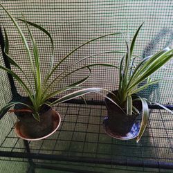 Spider Plants
