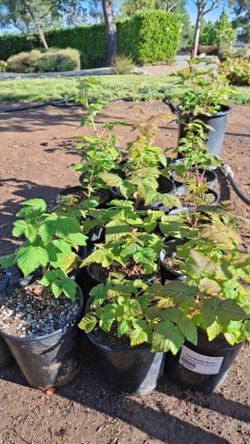 Red Thornless Raspberry Plants 1 Gallon