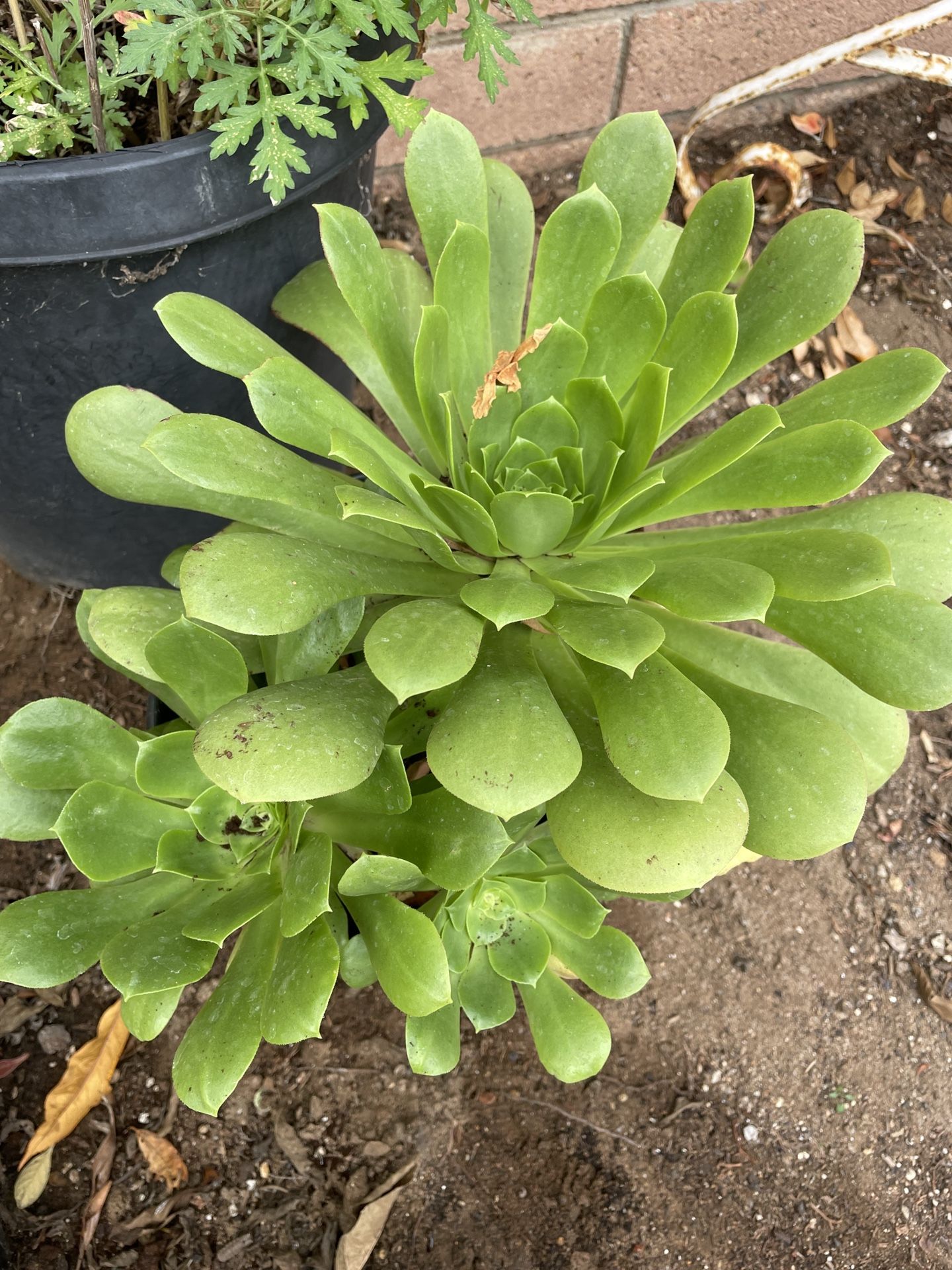 1 Gallon Pot Aeonium Canary Succulent 