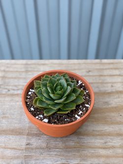 Red-Edged Echeveria Succulent in Terracotta Pot