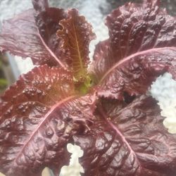 Merlot Lettuce Plants and Seedlings