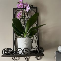 Par De Racas Meridian De Princes House 