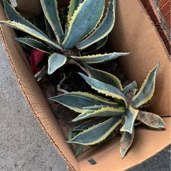 Agave America Verigated