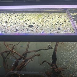 Duck Weed For Fish Tank