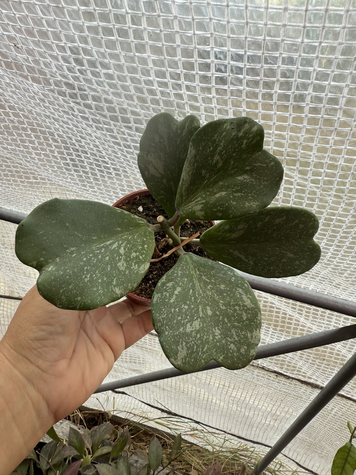 4” Hoya Kerri Splash 