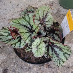 Begonias