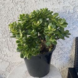1.5 Gallon Pot Succulent Plant - Sedum Praealtum - Green Cockscomb - Rooted & Established - Drought Resistant - 🪴
