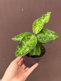 4” aglaonema pictum tricolor