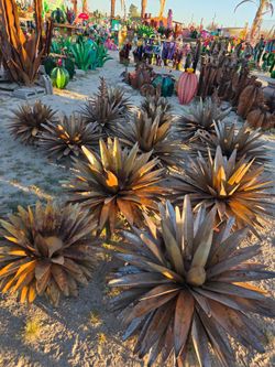 🪷Exclusive Imported Cactus🌵Desert Beauty, Zero Care🌺+ POTTERY 