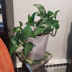 Plants