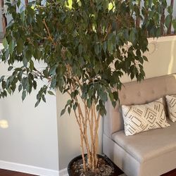 Weeping Fig Indoor Plant