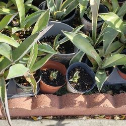Agave Plants