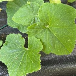 Cucumber Starter Plants - Pickling Cucumbers 