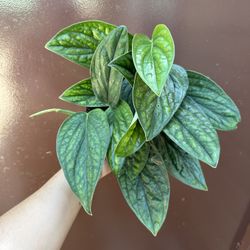 6” monstera peru