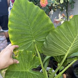 Elephant Ears