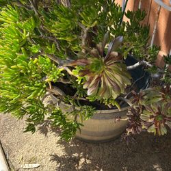 Large Succulent Plants