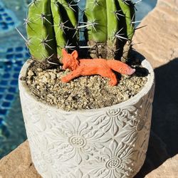 Cactus With White Ceramic Pot