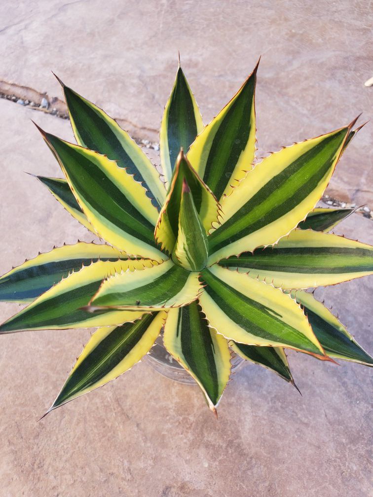 Lophantha Quadricolor Agave Succulent Plant