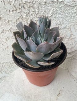 6 Inch Pot Succulent Plant - Echeveria Cante Glass - White Cloud - Rooted & Established - Drought Resistant - 🪴