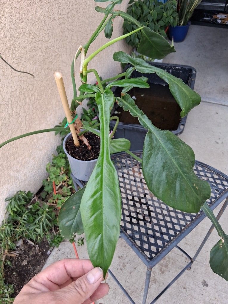 RARE Philodendron JOEPII Plant $38