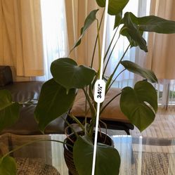 Perfect Monstera Plant 