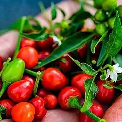 Available 7 Chile De Bolita $15 Each😃😃🌿🌿🌿🌿🌿🌿🌶🌶🌶🥵🥵🥵🥵🔥🔥🔥