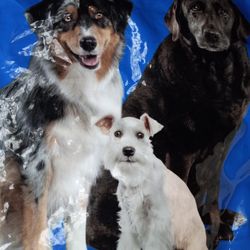 New Unopened Authority Chiken And Rice Dog Food Formula For All Life Stages 34 Pounds Please See All Pictures $30 Pick Up At Country Club And Grant 