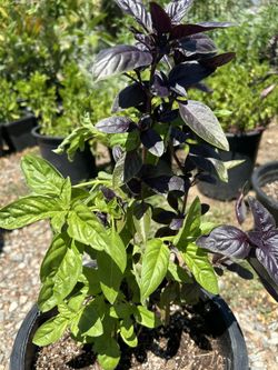 Albacar Verde Y Morada / Basil Plant