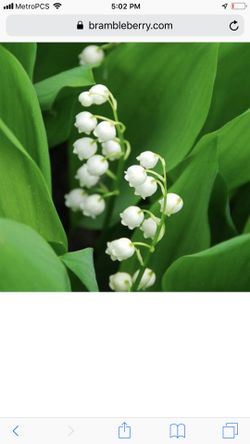 Lily of the valley ( bag of 15 plants)