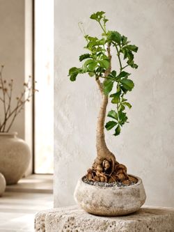 ~ 3 Ft. Tall Old Cyphostemma Cirrhosum (Planter Included) #1 available #