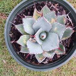 Butterfly Agave