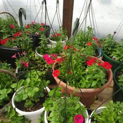 Plants for sale
