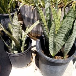 Snake Plants In A Pot $25