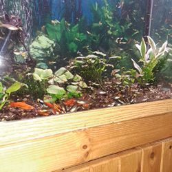 Aquarium 