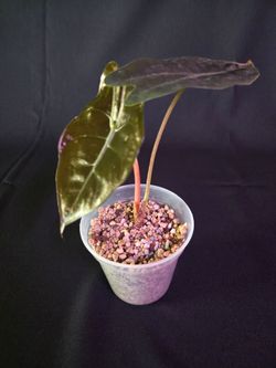 Pink Alocasia Chantrieri from Thailand