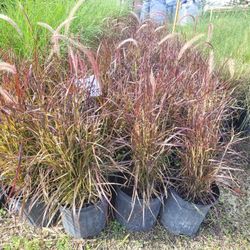 Pam Pam's Grass 