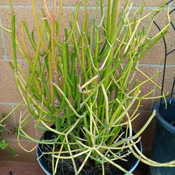 Fire Re Succulent