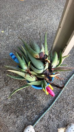 FREE ALOE PLANTS