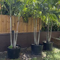 Christmas Palm Trees 25gl 🌴 $119